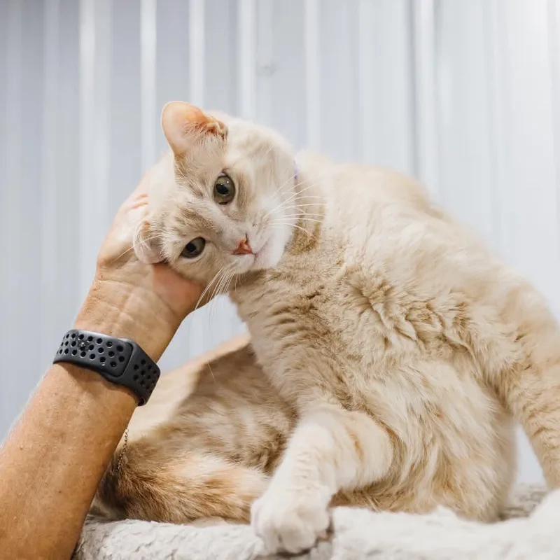 An adult small-sized male Domestic Medium Hair cat named Reb for adoption in Washington, DC