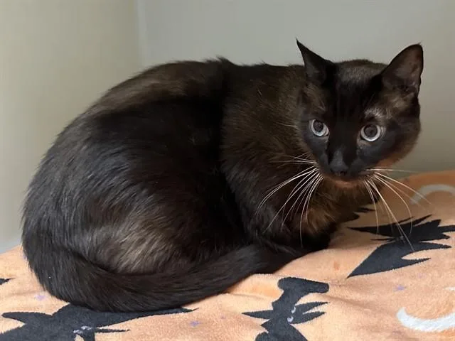 An adult extra large-sized male Siamese cat named Jake for adoption in McKinleyville, CA
