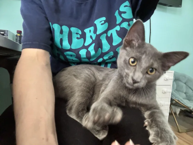 A young medium-sized male Gray / Blue / Silver Domestic Short Hair cat named Biker Billy  The for adoption in Plano, TX