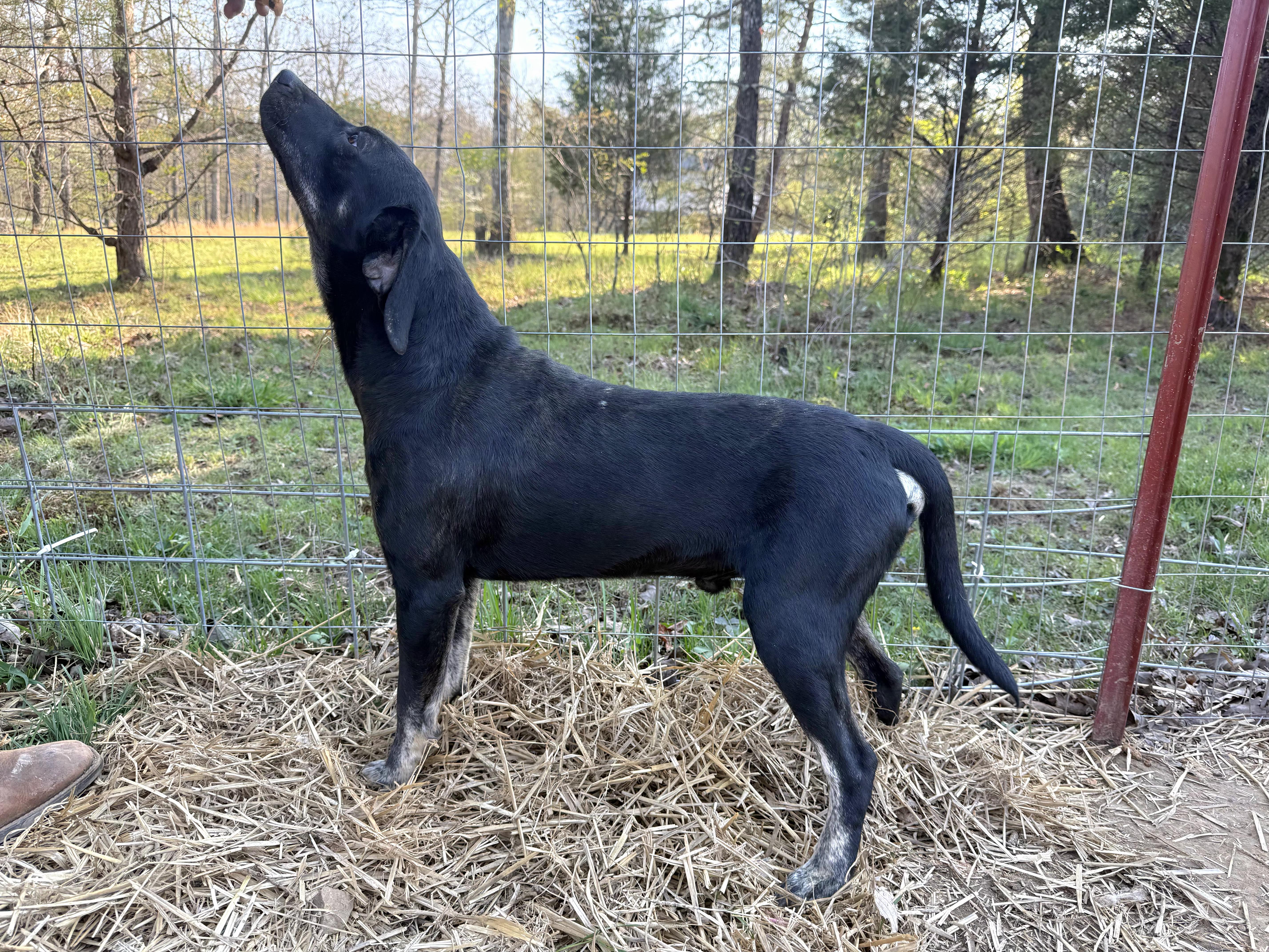 A young medium-sized male Black and Tan Coonhound dog named Sonny for adoption in Plano, TX