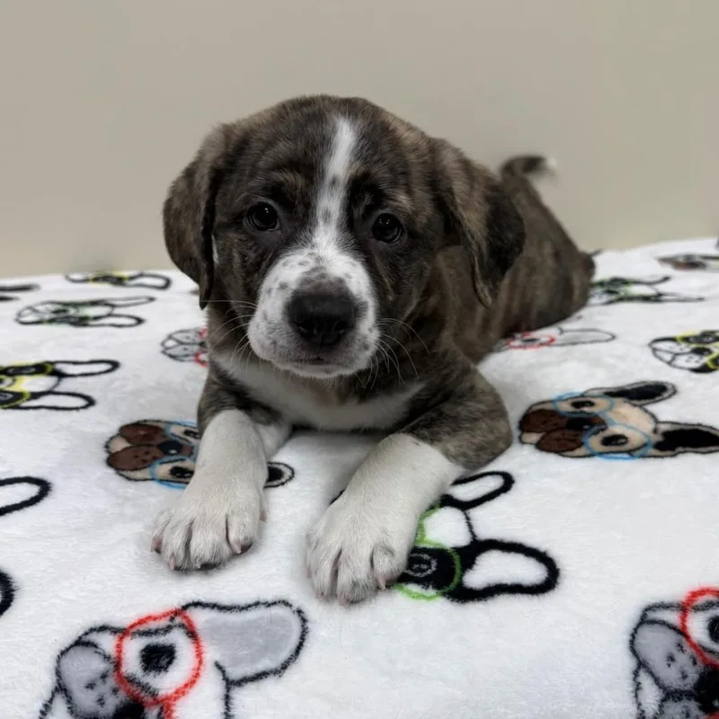 A young medium-sized male Brindle Mixed Breed dog named Spud for adoption in Greensburg, PA