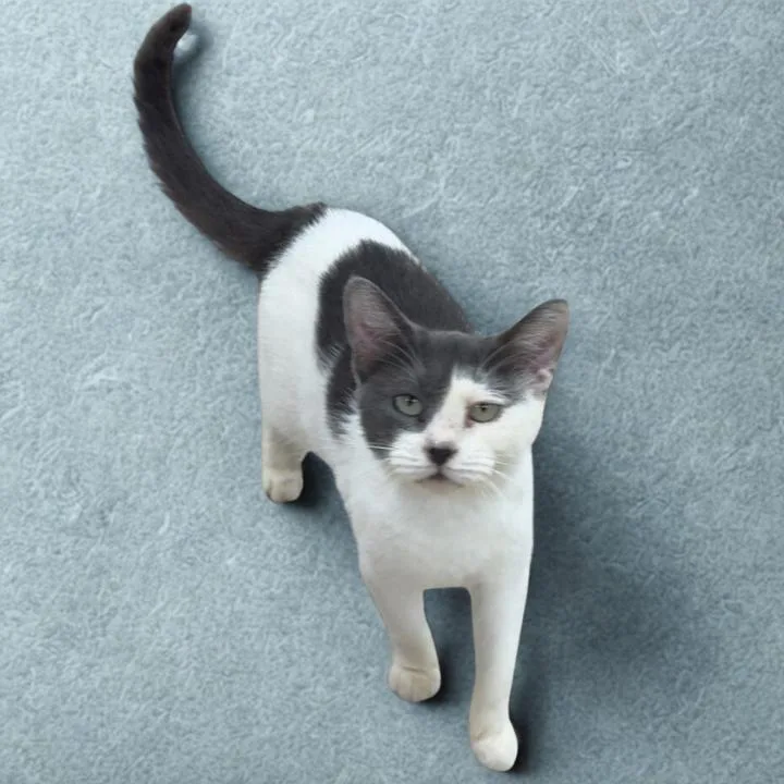 Bell  Dolores thumbnail 3