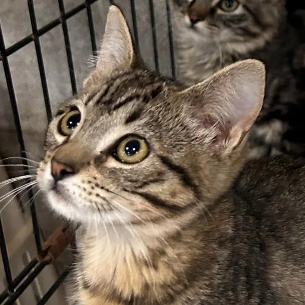 A baby medium-sized female Brown / Chocolate Domestic Short Hair cat named B Tails 'Lasher' Roswell for adoption in Denver, CO