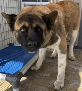 An adult large-sized male Akita dog named Kuma for adoption in Lathrop, CA