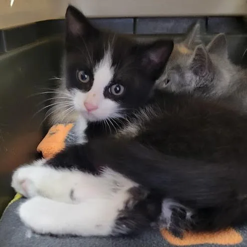 A baby small-sized male Black Domestic Short Hair cat named Murray for adoption in Grand Island, NE