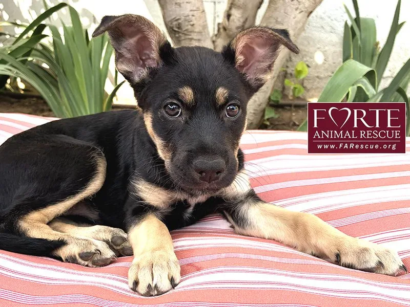 A baby medium-sized female Black German Shepherd Dog dog named Alice for adoption in Marina Del Rey, CA