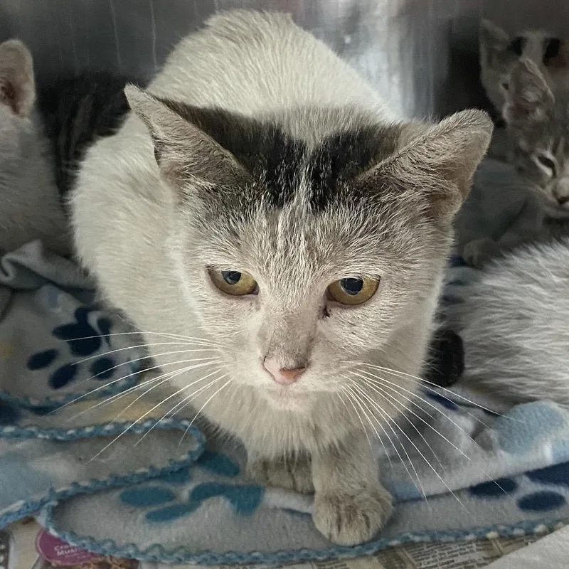 A young small-sized female White Domestic Short Hair cat named Polka for adoption in Chattanooga, TN