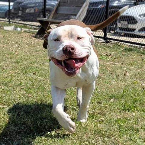 A young large-sized male Pit Bull Terrier dog named Dexter for adoption in Houston, TX