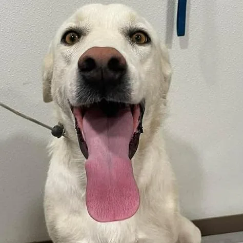 An adult large-sized female White / Cream Great Pyrenees dog named Bona for adoption in Buchanan Dam, TX
