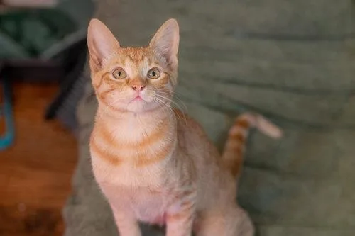 A young small-sized female Tabby (Orange / Red) Tabby cat named Andromeda for adoption in McKinney, TX