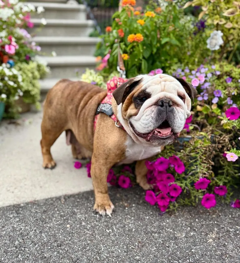 An adult medium-sized female English Bulldog dog named Cutie Cupcake for adoption in East Greenville, PA