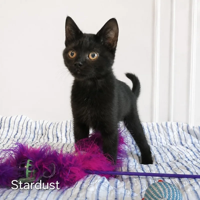 Stardust