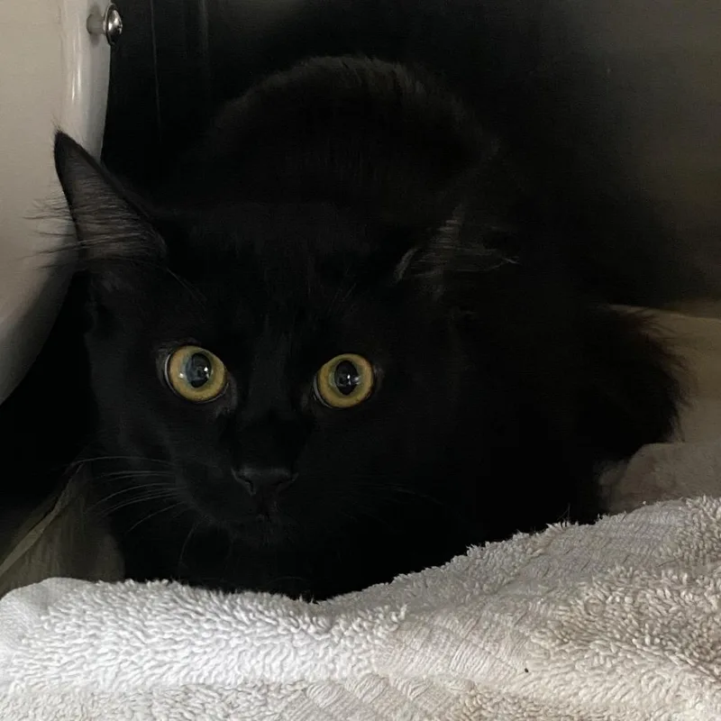 An adult small-sized female Black Domestic Medium Hair cat named Wagsstray for adoption in Westminster, CA