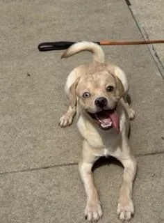 A young small-sized male Beagle dog named Funshine Bear for adoption in Aurora, IL