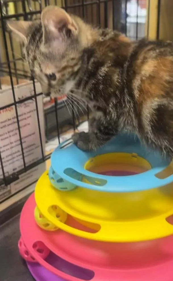 A baby medium-sized female Domestic Short Hair cat named Koi for adoption in Brooklyn, NY