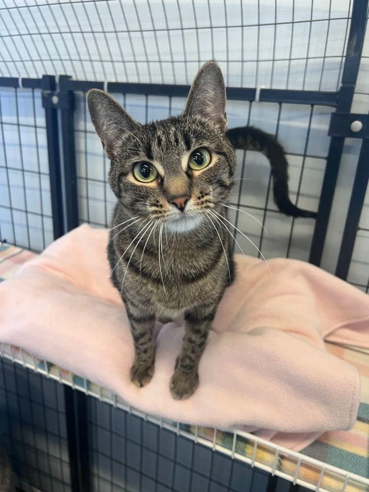 An adult large-sized female Gray / Blue / Silver Domestic Short Hair cat named Kit Kat for adoption in McPherson, KS