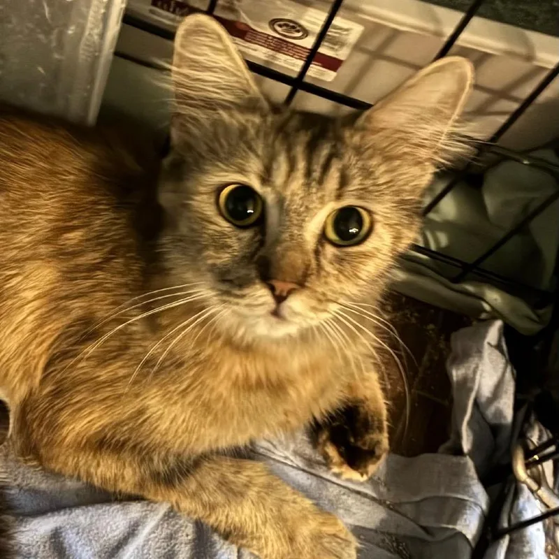 A young medium-sized female Tortoiseshell Domestic Medium Hair cat named Ava for adoption in Carmel, IN