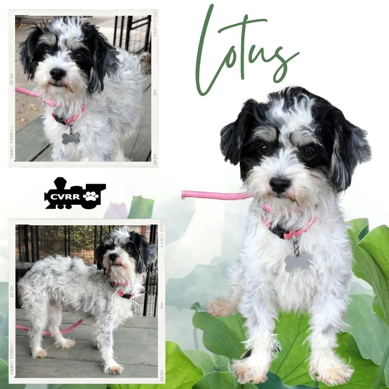 An adult small-sized female Maltese dog named Lotus for adoption in LINDSAY, CA