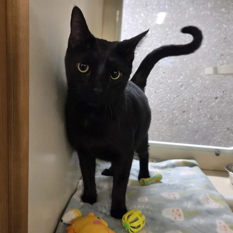 An adult large-sized male Black Domestic Short Hair cat named Neptune for adoption in Hinsdale, IL
