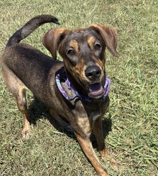 A young medium-sized female Hound dog named Terra for adoption in Virginia Beach, VA