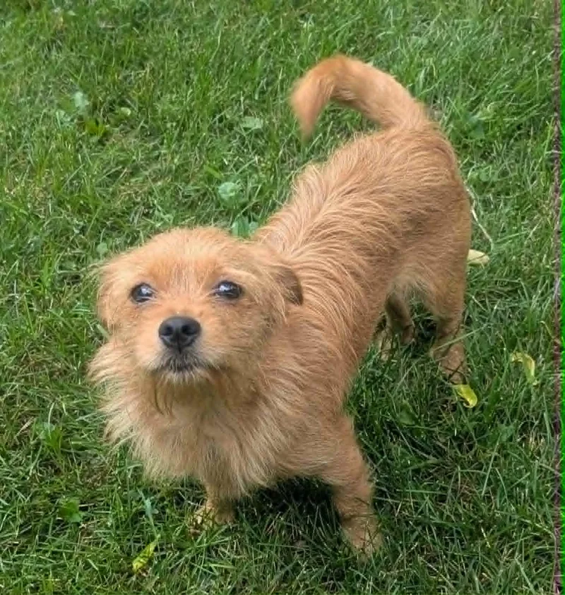 A young small-sized female Red / Chestnut / Orange Yorkshire Terrier dog named Bonnie for adoption in Yorkville, IL