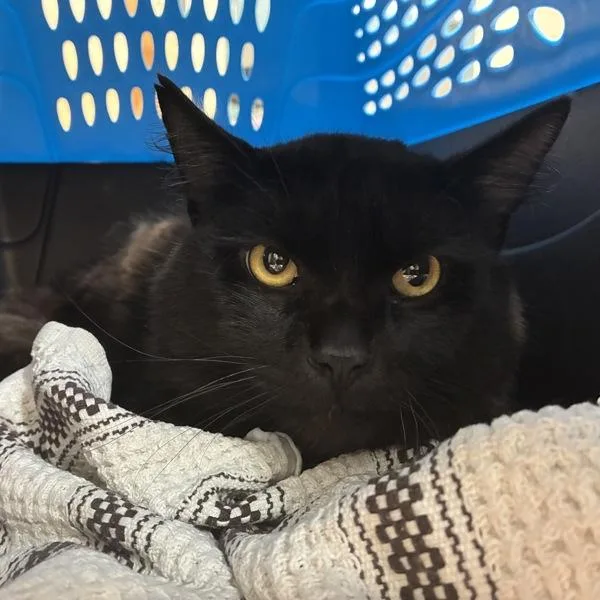 An adult large-sized male Domestic Long Hair cat named Steve for adoption in Troutdale, OR