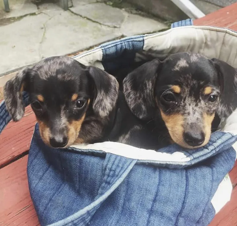 An adult small-sized female Red / Chestnut / Orange Dachshund dog named Dottie & Dashell for adoption in Morrisville, PA