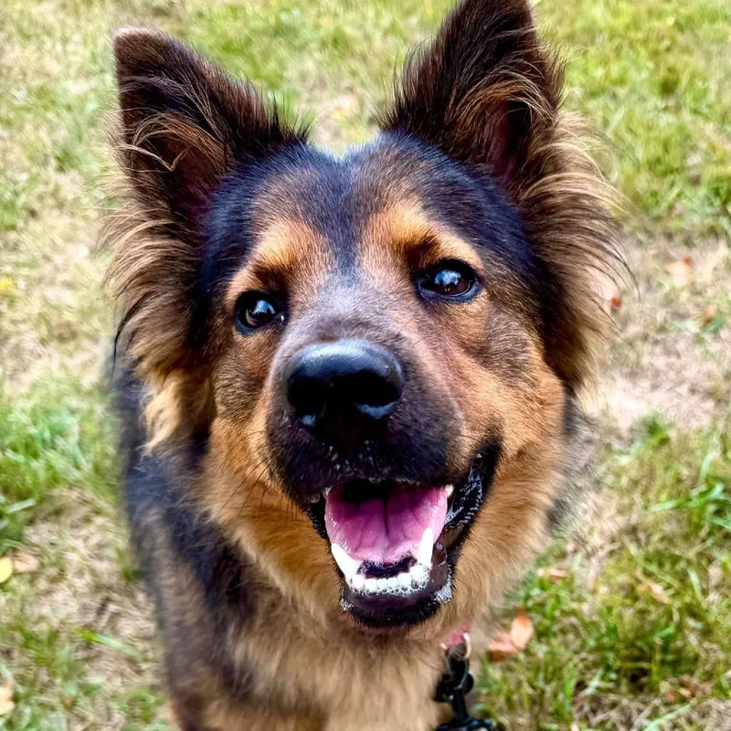 An adult medium-sized female Shepherd dog named Duchess for adoption in Fargo, ND