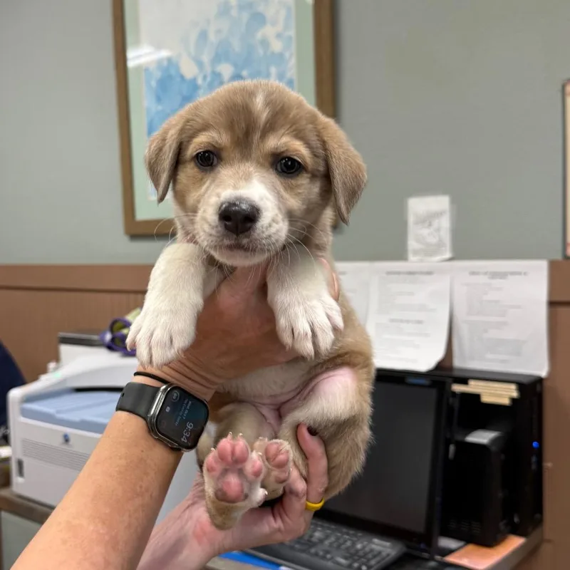 A baby medium-sized female Yellow / Tan / Blond / Fawn Mixed Breed dog named TanWht Female for adoption in Montgomery, TX