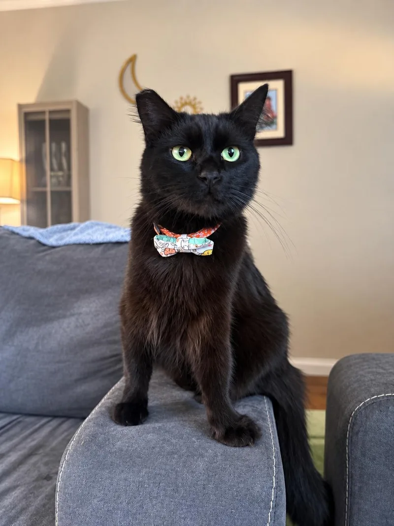 A young medium-sized male Domestic Medium Hair cat named Romeo for adoption in Los Angeles, CA