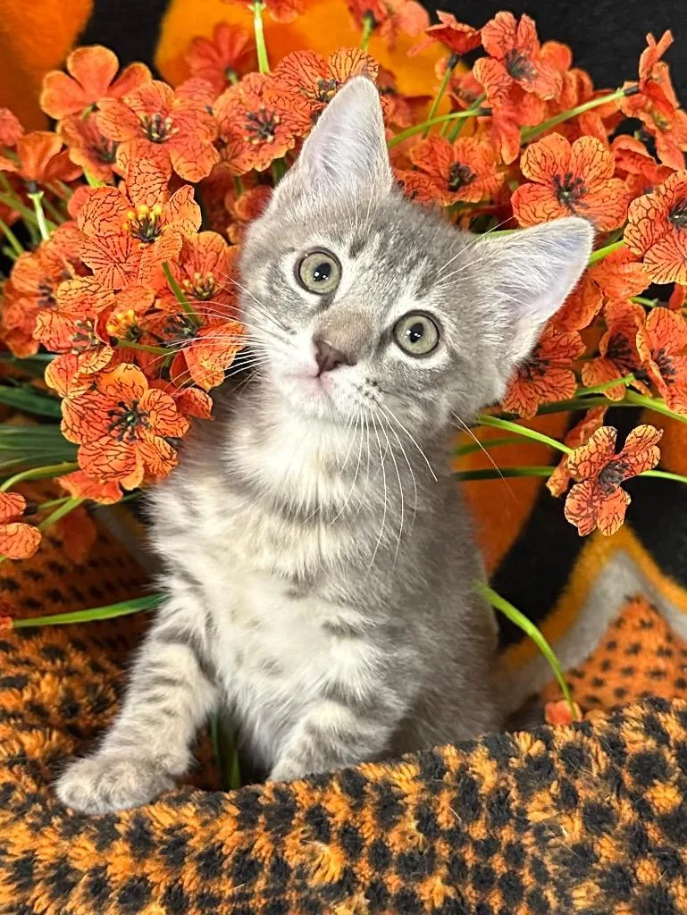 Alice