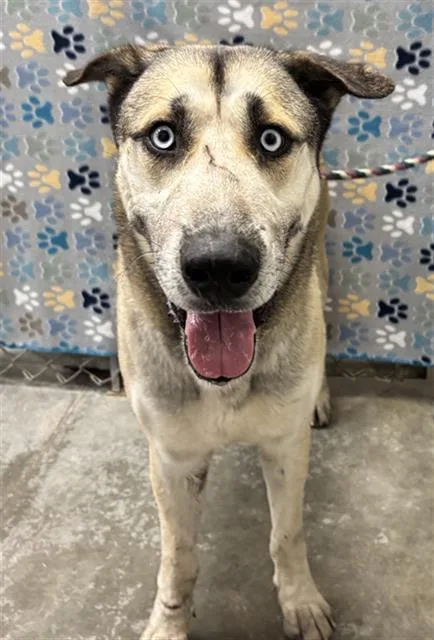 An adult large-sized male German Shepherd Dog dog named Apollo for adoption in Rosenberg, TX
