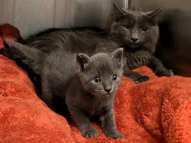 A young medium-sized female Domestic Short Hair cat named Minnie for adoption in Tustin, CA