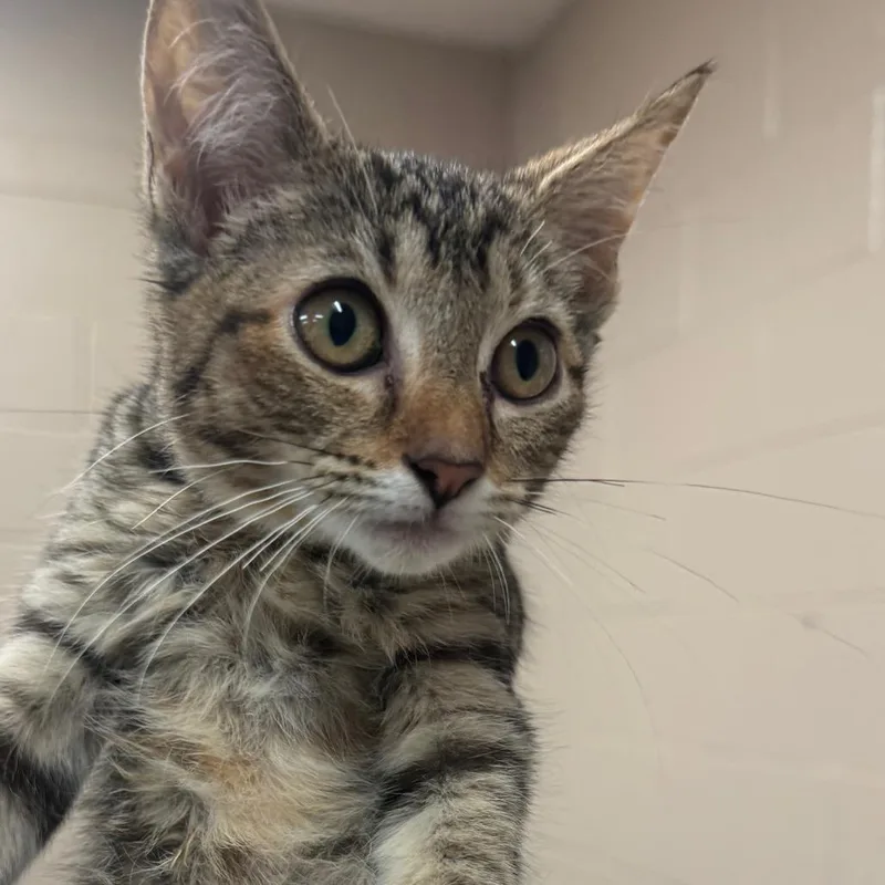 A baby small-sized female Brown / Chocolate Domestic Short Hair cat named Sharkie for adoption in Birmingham, AL