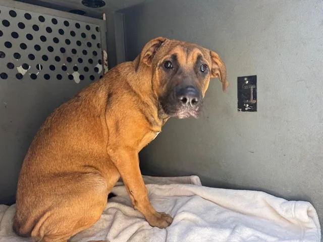 A young large-sized female German Shepherd Dog dog named Dolly for adoption in Downey, CA