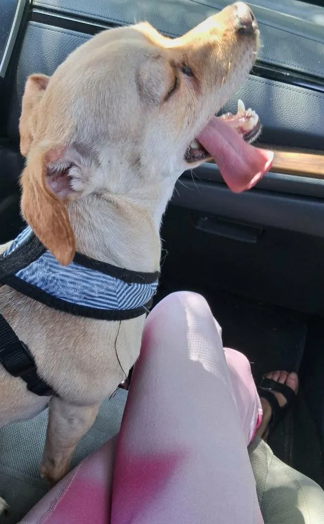 A young small-sized male Chihuahua dog named Chico for adoption in St. Augustine, FL