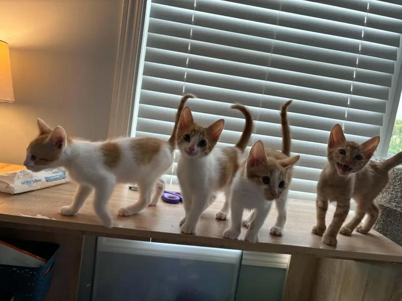 A baby small-sized female Orange & White Tabby cat named Clover for adoption in Lawrenceville, GA