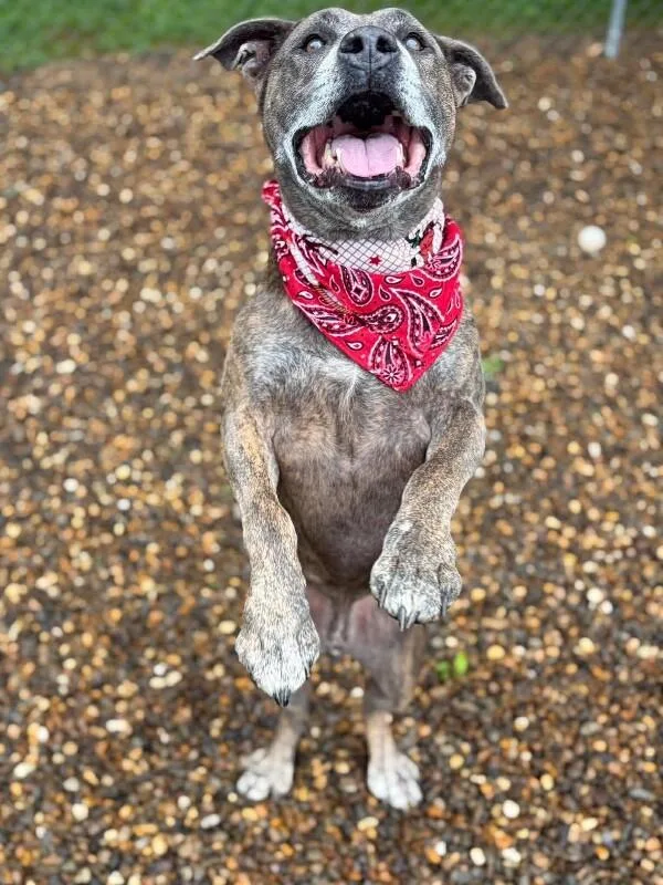 An adult medium-sized male Brindle Pit Bull Terrier dog named Dooley Mouse for adoption in Maryville, TN