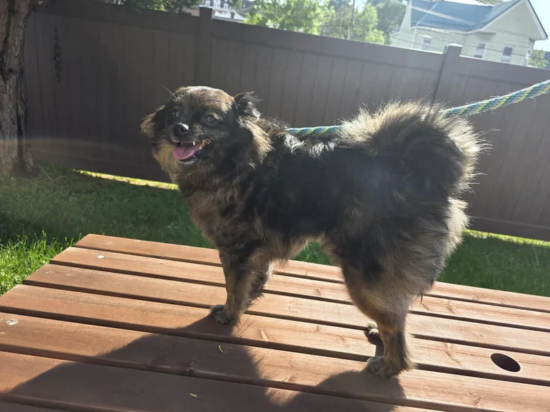 An adult small-sized female Brindle Pomeranian dog named Peaches for adoption in Greensburg, PA