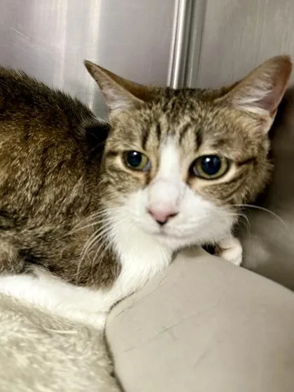 A senior medium-sized female Domestic Short Hair cat named Bug for adoption in San Antonio, TX