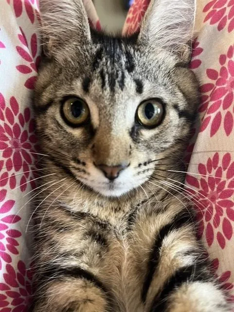 A baby small-sized female Domestic Short Hair cat named Tina for adoption in Magnolia, TX