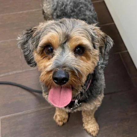 An adult small-sized female Black Yorkshire Terrier dog named London for adoption in Kansas City, MO