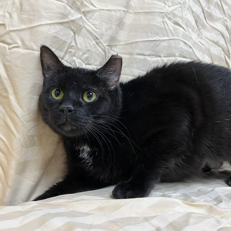 An adult medium-sized female Black Domestic Short Hair cat named Elizandra for adoption in Verona, VA