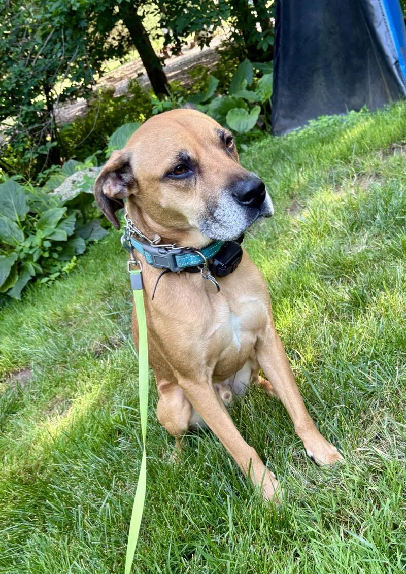 An adult medium-sized male Golden Rhodesian Ridgeback dog named Ferguson for adoption in Ewing, NJ