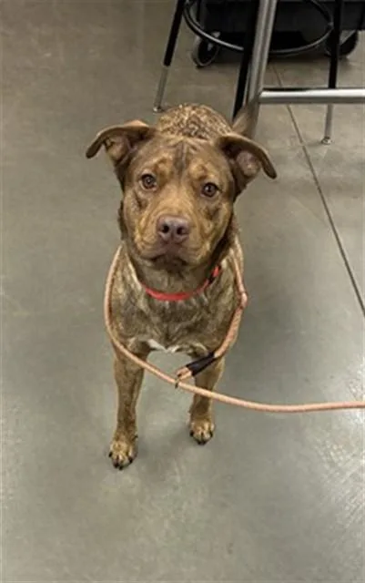 A young large-sized male German Shepherd Dog dog named Mushu for adoption in Phoenix, AZ