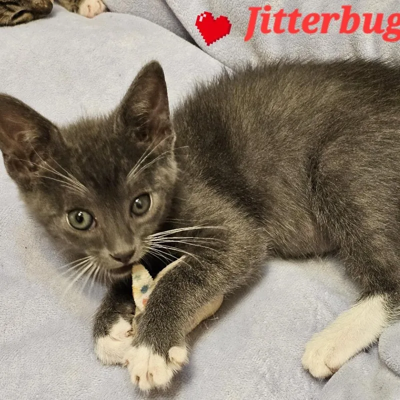 A baby small-sized male Gray / Blue / Silver Domestic Short Hair cat named Jitterbug for adoption in Westminster, CA