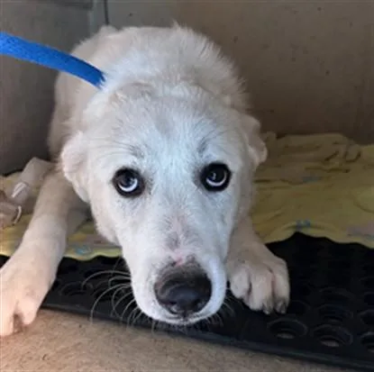 A young large-sized female Great Pyrenees dog named Maybelline A for adoption in Plano, TX