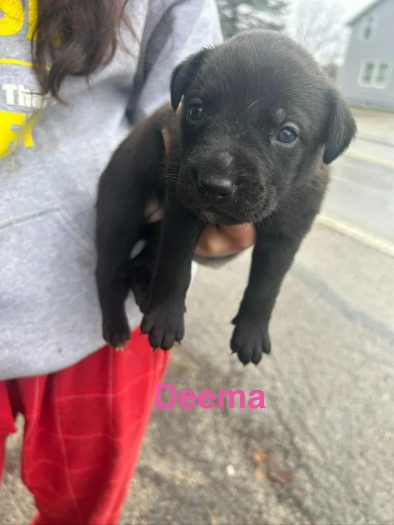 A baby large-sized female Labrador Retriever dog named Deema for adoption in Hillsboro, OH