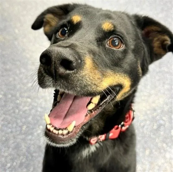 An adult medium-sized male Labrador Retriever dog named Sammy for adoption in Anchorage, AK