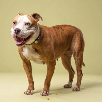 An adult medium-sized female Mixed Breed dog named Twix for adoption in Atlanta, GA